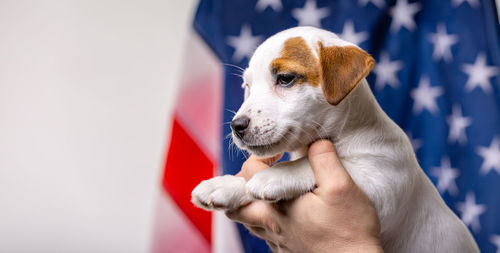 Midsection of person holding dog