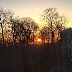 Silhouette of bare trees at sunset