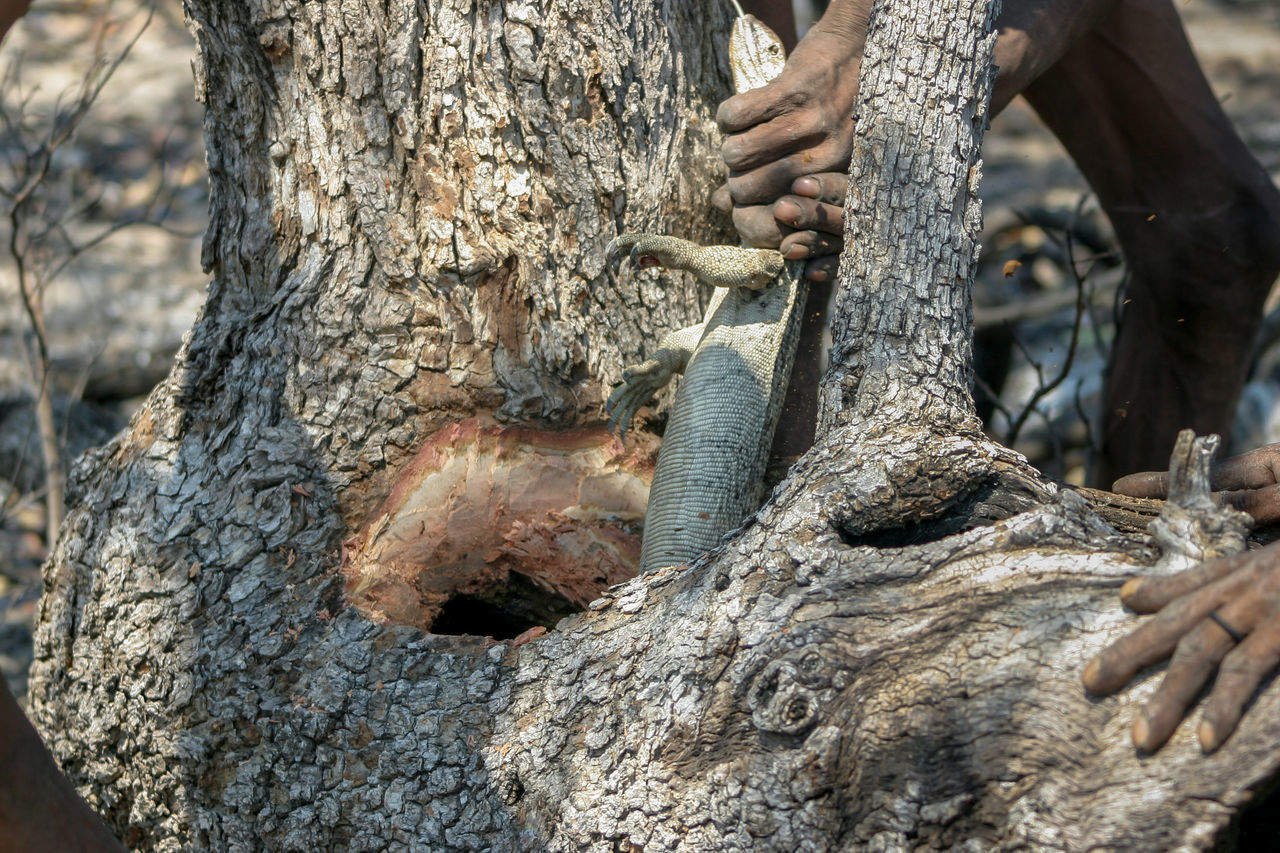 CLOSE-UP OF HAND HOLDING BARK