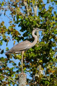 Low angle view of bird perching on tree