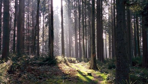 Trees in forest