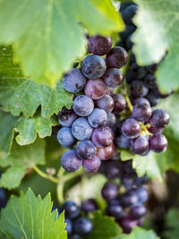 Close-up of grapes growing in vineyard