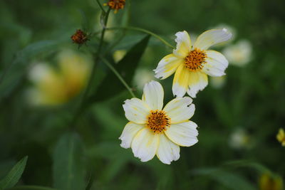 Close-up of white flowers blooming outdoors