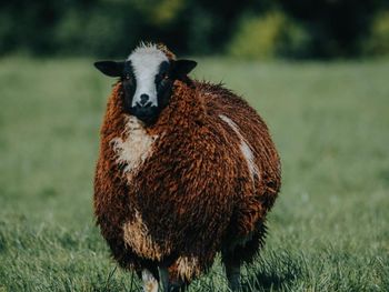 Portrait of a horse on field