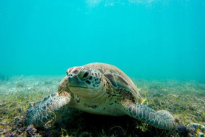 Close-up of sea turtle on ocean floor