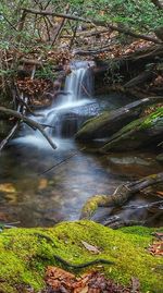 Stream flowing through a forest