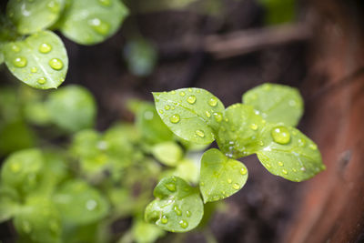 Close-up of raindrops on leaves