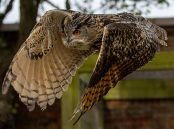 Close-up of owl perching on branch