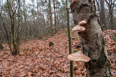 Mushroom in forest