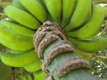 Close-up of bananas