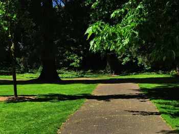 Trees in park