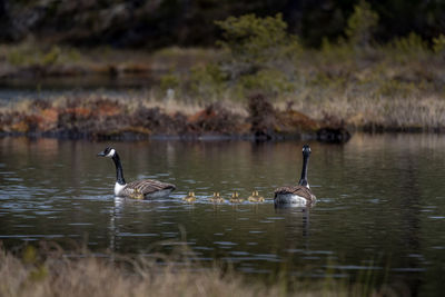 Ducks swimming in lake