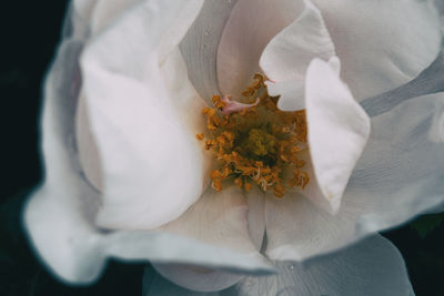 Close-up of white rose flower