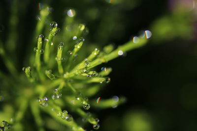 Close-up of wet plant