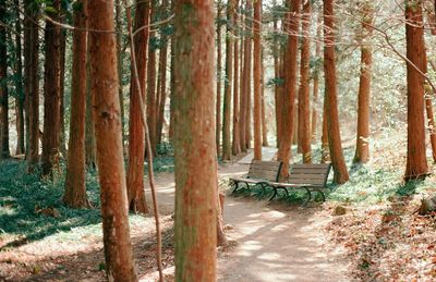 View of trees in forest