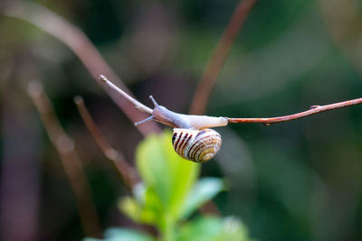 Close-up of snail on plant