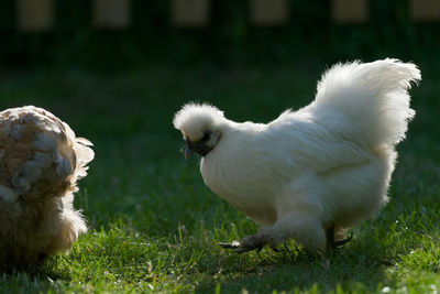 Strong sunset back light on this pet silkie chicken gives a halo rim light, feathers stand out.