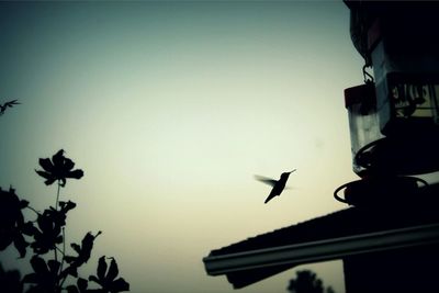 Low angle view of bird flying against clear sky