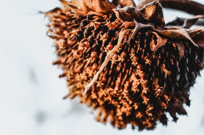 Close-up of dried leaves