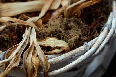 Close-up of dried plant