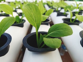 Hydroponic bok choy vegetables