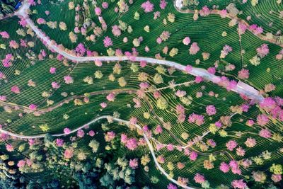 High angle view of pink flowering plant on field