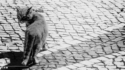 High angle view of cat on footpath by street