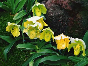 Close-up of yellow flowering plants