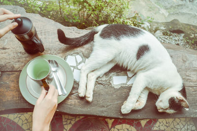 Close-up of hand holding cat drinking water