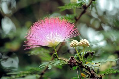 Close-up of pink flowers