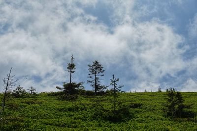 Plants growing on land against sky