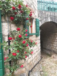 Red flowering plants against wall of building