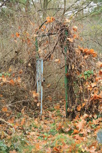 Autumnal leaves on tree trunk