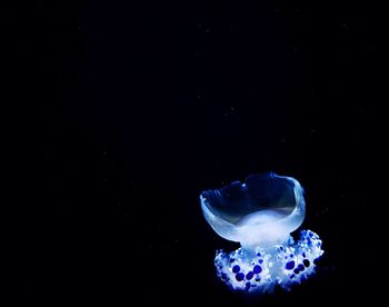 Close-up of jellyfish swimming in sea