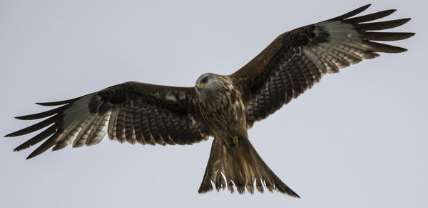 Low angle view of eagle flying against clear sky