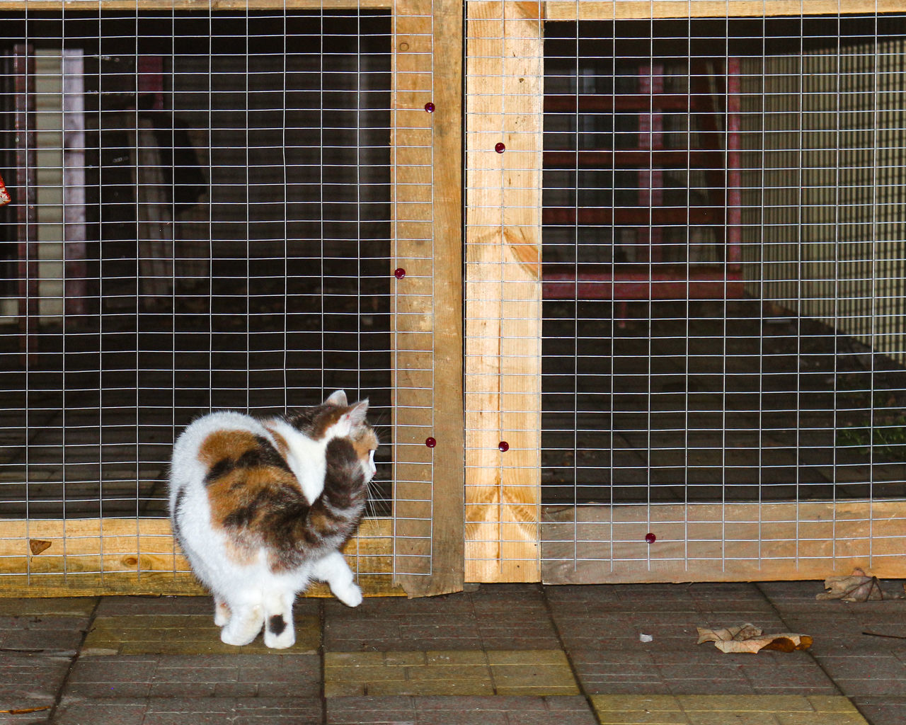 CAT LOOKING THROUGH WINDOW