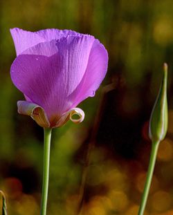 Close-up of purple orchid