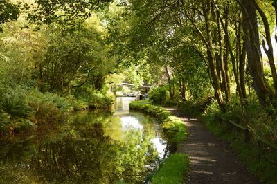 River amidst trees in forest