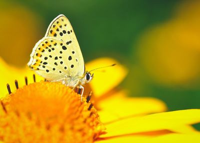 Close-up of butterfly on flower