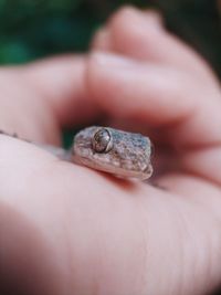 Close-up of hand holding small cup