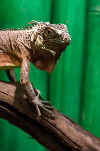 Close-up of lizard on wood