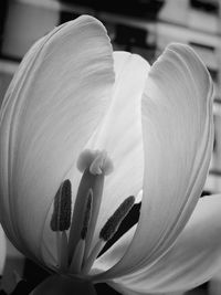 Close-up of day lily blooming outdoors