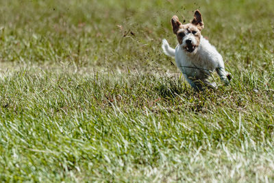 Dog running in green field and chasing lure at full speed on coursing competition