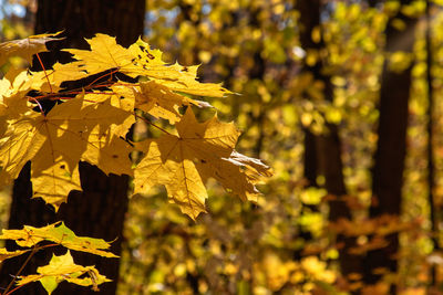 Close-up of yellow maple leaves