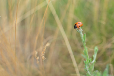 Close-up of ladybug on grass