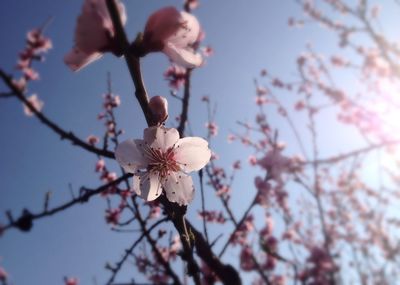 Low angle view of cherry blossom tree