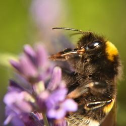 Close-up of bee on flower