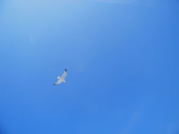 Low angle view of bird flying in sky