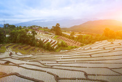 Scenic view of agricultural field against sky