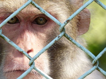 Portrait of monkey seen through fence